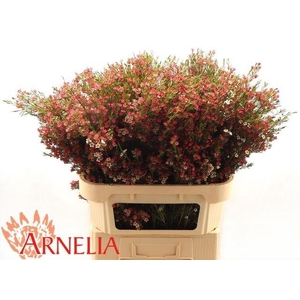 Chamelaucium My Sweet Sixteen