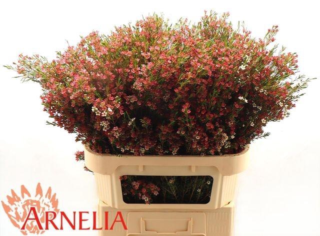 <h4>Chamelaucium My Sweet Sixteen</h4>