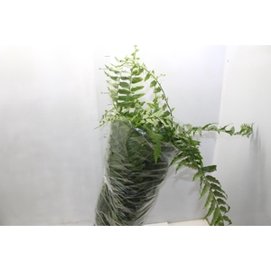 SAMAMBAIA HOLANDESA C25