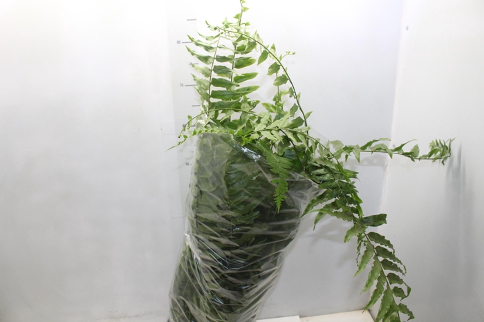 <h4>SAMAMBAIA HOLANDESA C25</h4>