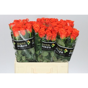 Rosa Gr Patz