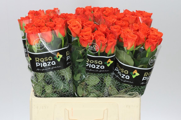 <h4>Rosa Gr Patz</h4>