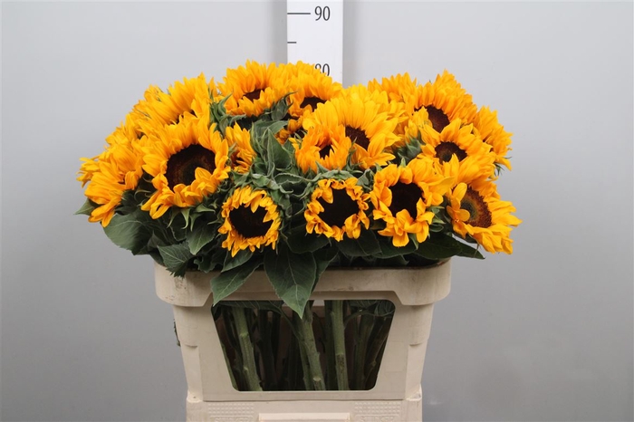 <h4>Heli Sunrich Orange</h4>