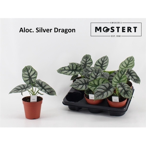 Alocasia overig