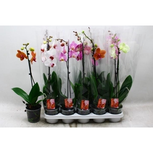 PHAL GEM