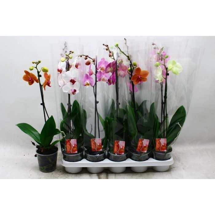 <h4>PHAL GEM</h4>