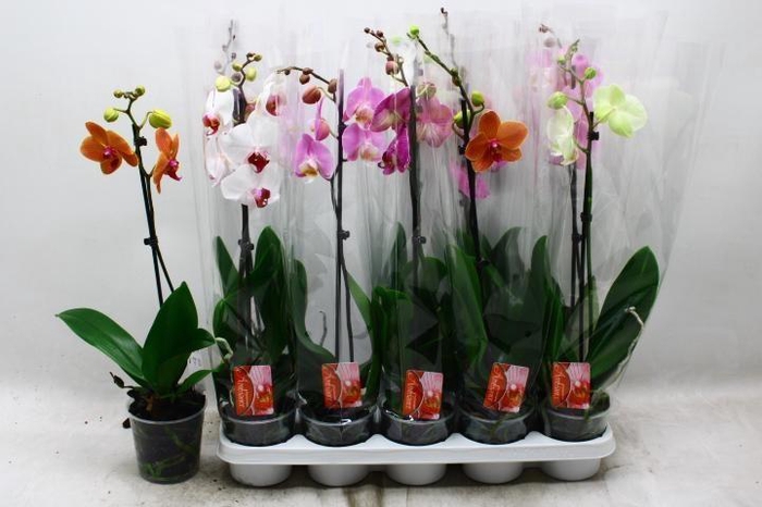 PHAL GEM
