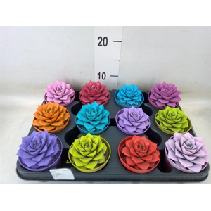 Echeveria purpusorum