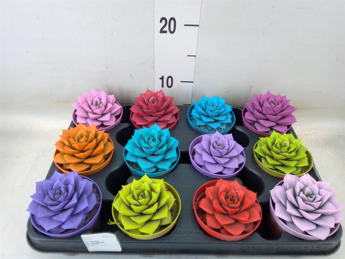 <h4>Echeveria purpusorum</h4>