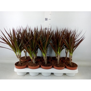 Dracaena marg. 'Magenta'