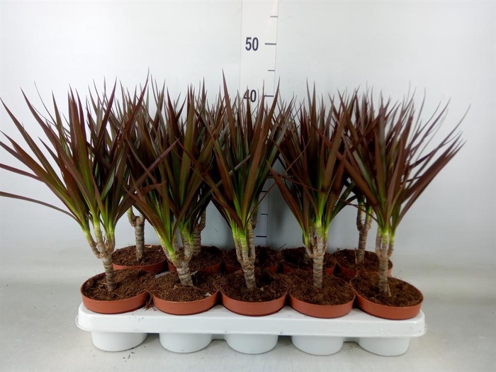 <h4>Dracaena marg. 'Magenta'</h4>