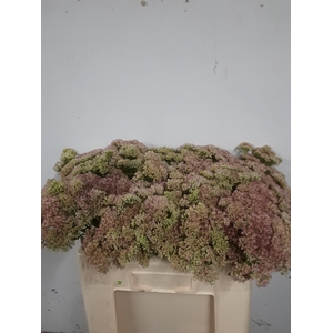SEDUM SPECTABILE