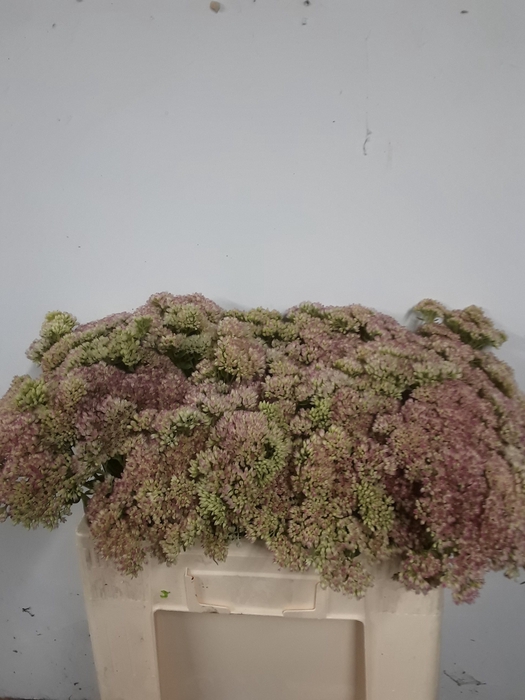 <h4>SEDUM SPECTABILE</h4>