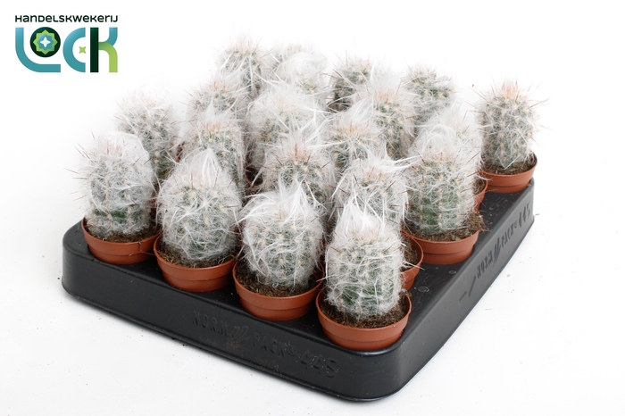 <h4>oreocereus Trollii</h4>