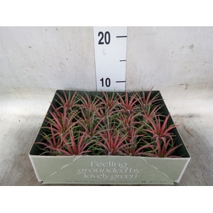 Tillandsia