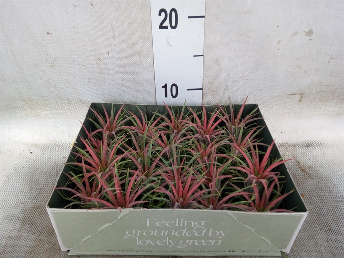 <h4>Tillandsia</h4>