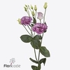 Lisianthus do celeb grape
