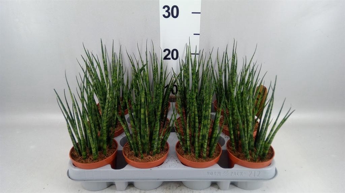 <h4>Sansevieria  'Fernwood'</h4>