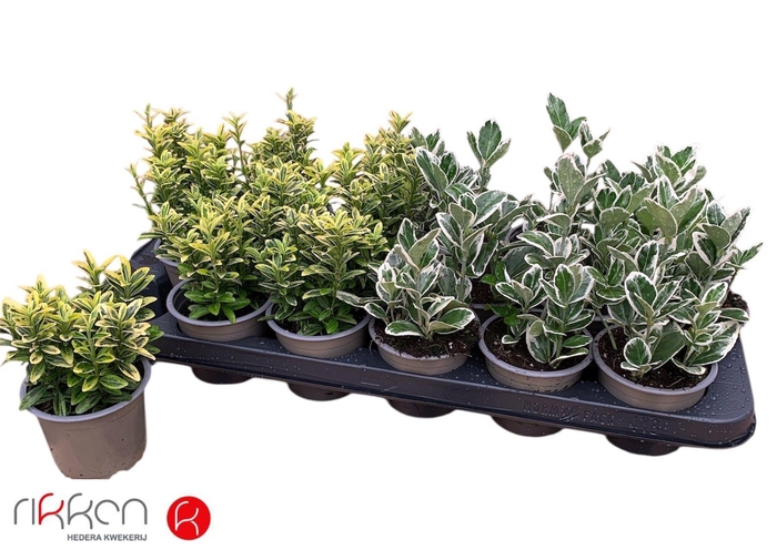 <h4>EUONYMUS JAP GEM</h4>