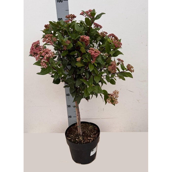 <h4>VIBU TINUS SPIRIT</h4>