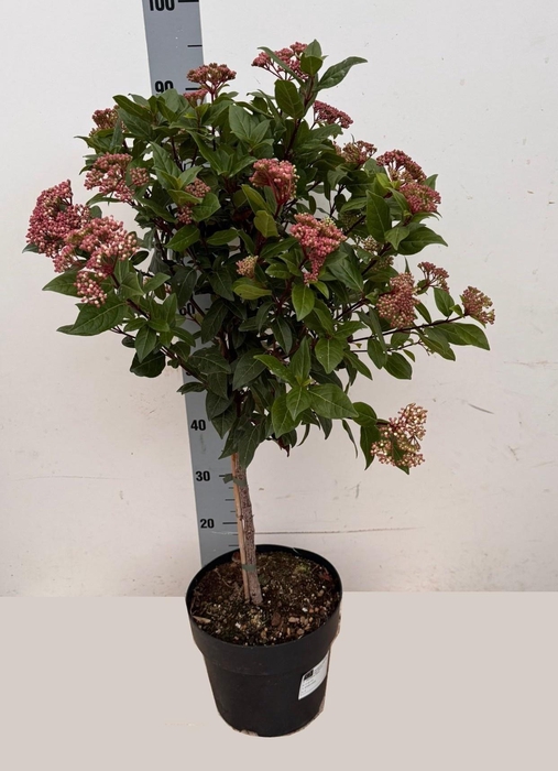 <h4>VIBU TINUS SPIRIT</h4>