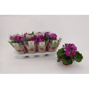 PRIMULA OBCONICA VIOLET P13