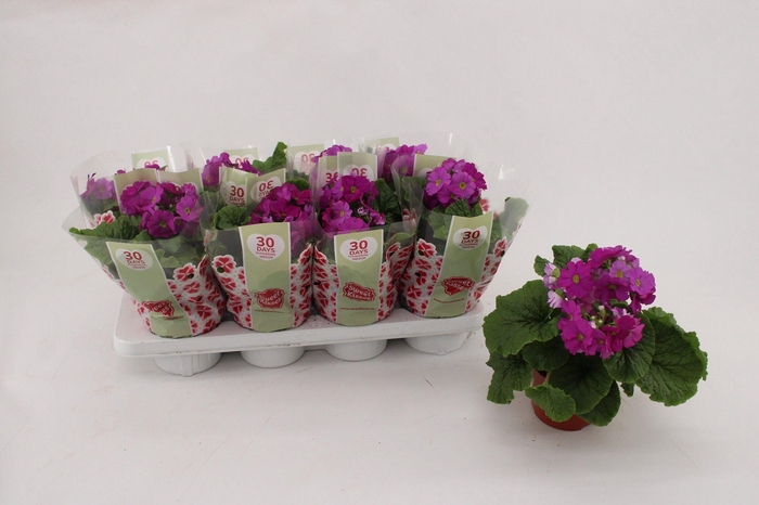 <h4>Primula Ob Violet</h4>