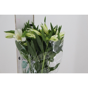 ALSTROEMERIA AKEMI 080 CM