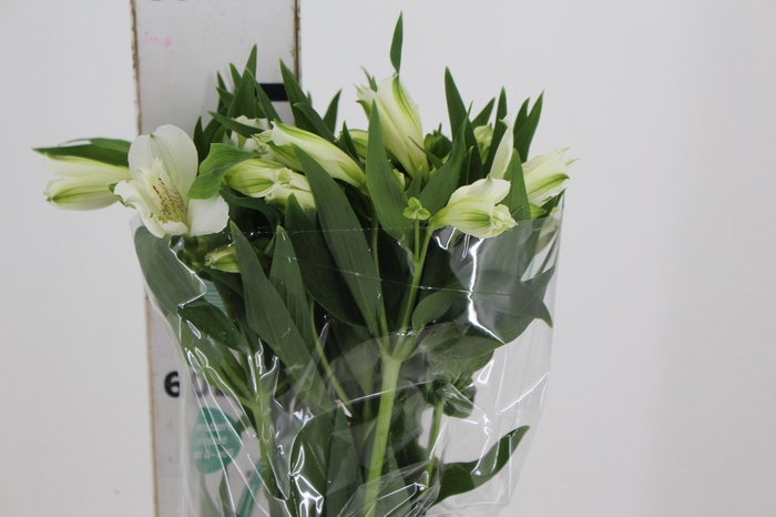 <h4>ALSTROEMERIA AKEMI 080 CM</h4>