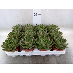 Echeveria   ...not flowering