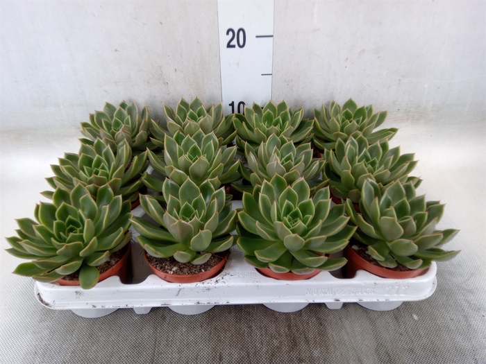 <h4>Echeveria   ...not flowering</h4>
