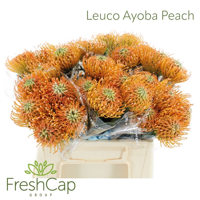 Leuco Ayoba Peach