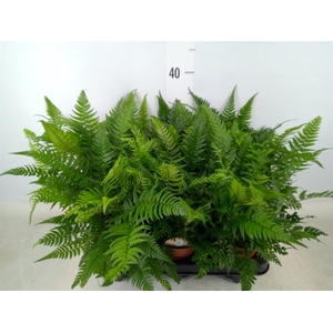 Polystichum tsussimense