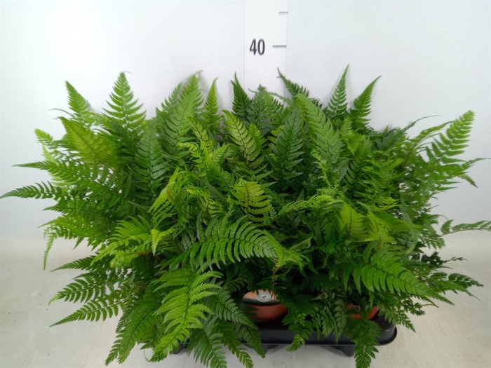 <h4>Polystichum tsussimense</h4>