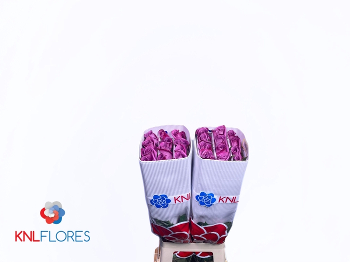 <h4>R GR VIOLET HILL+</h4>