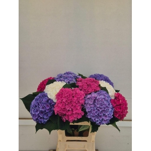 Hydrangea mix exclusive