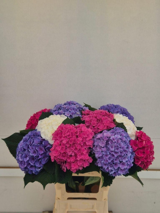 <h4>Hydrangea mix exclusive</h4>