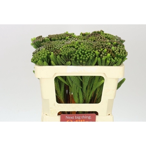 Kaaps Brunia Albiflora