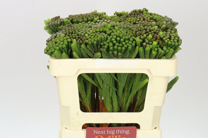 <h4>Kaaps Brunia Albiflora</h4>