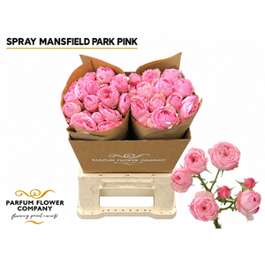 Rosa Spray Garden Mansfield Park Pink