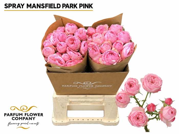 <h4>Rosa Spray Garden Mansfield Park Pink</h4>