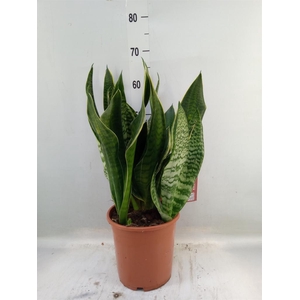 Sansevieria trifa. 'Laurentii'