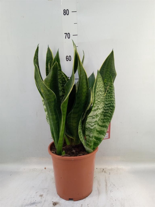 <h4>Sansevieria trifa. 'Laurentii'</h4>