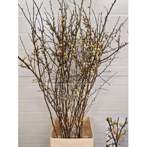 CHAENOMELES JAPONICA