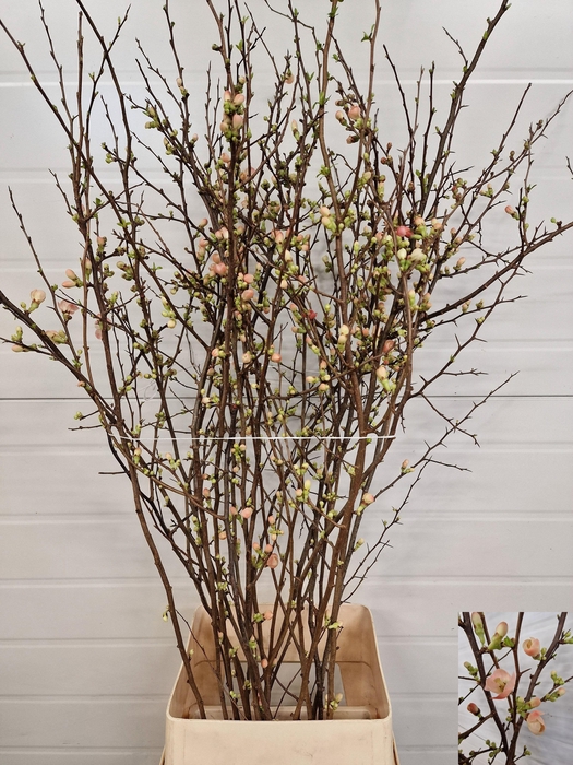 <h4>CHAENOMELES JAPONICA</h4>