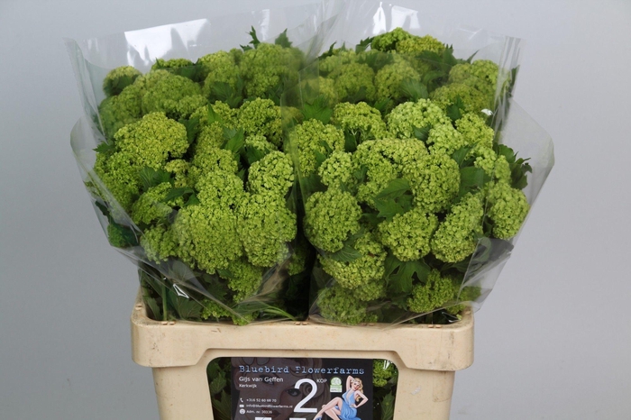 <h4>VIBURNUM ROSEUM ST</h4>