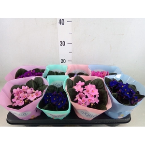 Saintpaulia   ...mix