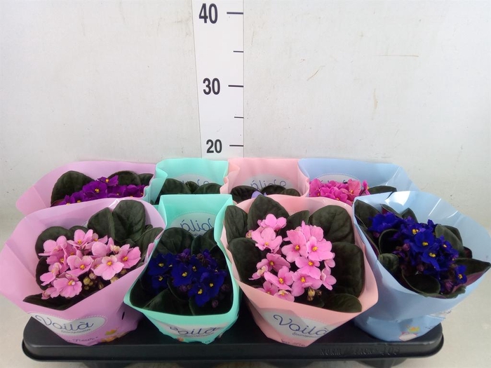 <h4>Saintpaulia   ...mix</h4>