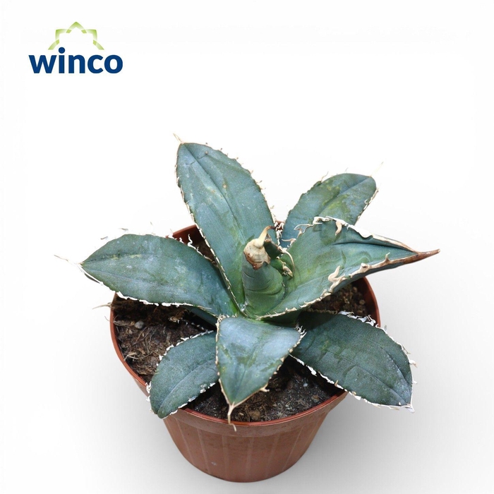 <h4>Agave Titanota</h4>