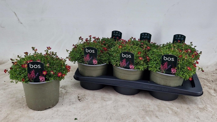 <h4>SAXIF AR MARTO P RED</h4>